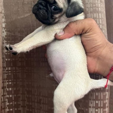 PUG CARLINO,ambos sexos,en 300 USD o equivalente en moneda nacional,TENGO MENSAJERÍA,tienen 42 días y están desparacitad - 2/9