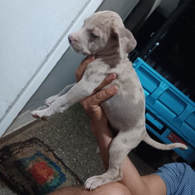 PITBULL MERLE,hembra,en 170 USD o equivalente en moneda nacional,TENGO MENSAJERÍA,tiene 48 días y está desparacitada - 5/10