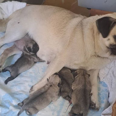 PUG CARLINO,hembra,en 450 USD o equivalente,TENGO MENSAJERÍA,tienen 5 meses,2 VACUNAS PUESTAS y con historia clínica - Img 124411331