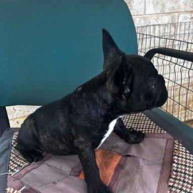 BULLDOG FRANCES,hembra,en 550 USD o equivalente,TENGO MENSAJERÍA,tiene 3 meses y ESTÁ VACUNADA y desparacitada. - Img 123548476