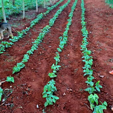 Finca - 10/10