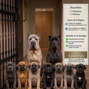 CACHORROS CANE CORSO CON PEDIGREE - Img 57759090