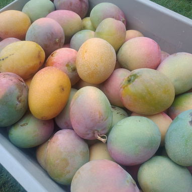 馃毃馃毃5 x $100 Deliciosos mangos 馃構 - Img 123227694