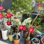 Adenium o Flor del desierto. Nuevo vedado.52826123. De semillas:500cup - Img 49341700