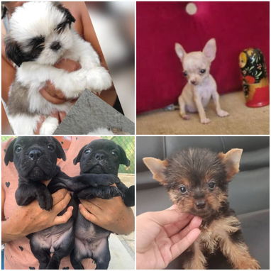 ((( VARIEDAD DE RAZAS CANINAS WHATSAPP 58746643 ))) - Img 125207798