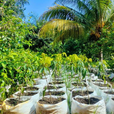 Venta de arboles frutales y ornamentales - Img 124230980