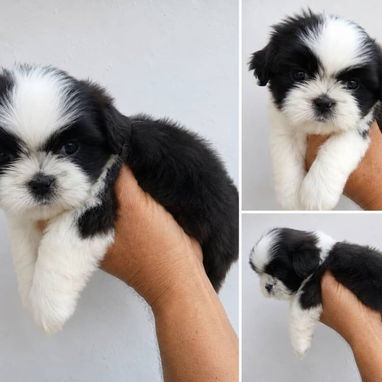 ((( SHIH TZU AMBOS SEXOS EN VENTA WHATSAPP 58746643 ))) - Img 123771127