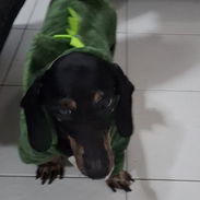 Vendo disfraz de dinosaurio para perrito salchicha en 20 usd - Img 58333388