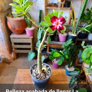Adeniums, tu rosa del desierto en casa 🏡 - Img 57704328