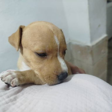 PITBULL,de ambos sexos,en 120 USD o equivalente en moneda nacional,TENGO MENSAJERÍA,tienen 48 días y están desparacitado - 9/10
