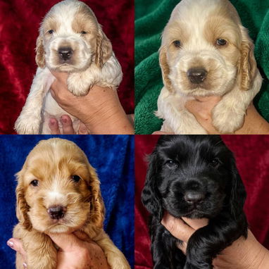 ((( COCKER SPANIEL AMBOS SEXOS WHATSAPP 58746644 ))) - Img 123771571