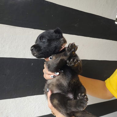 CACHORROS PASTOR BELGA MALINOIS - 3/5