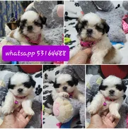 (((((((shihtzu hembra )))))))) - Img 50491386