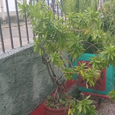 Se vende ayestaran - 4/10