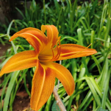 Transforma tu hogar o negocio en un espacio lleno de vida y color con nuestros servicios de jardinería profesional. Ofre - Img 125534408
