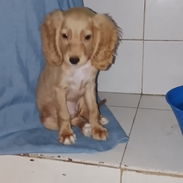 Venta de coker spaniel contactar con 55000733 - Img 58246330