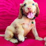 Cocker spaniel - Img 55652956