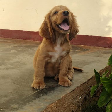 Cachorro Cocker Spinel - 4/8