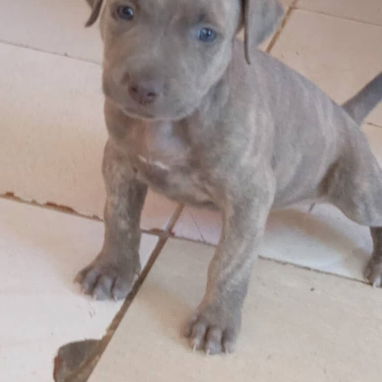 De vende pitbull 36 días hoy - Img 125146489