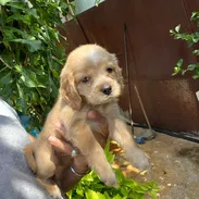 COKER SPANIEL,machos,en 150 USD o equivalente,TENGO MENSAJERÍA,tienen 53 días y están desparacitados - Img 58032504