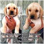 Cachorros Labrador Retriever - Img 56329994