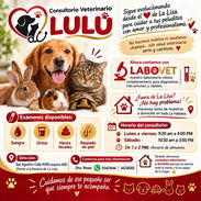 Consultorio Veterinario LULÚ - Domicilio Disponible (Kinetica) - Img 57801364