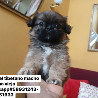 Bellezas de Spaniel tibetano - Img 123265890