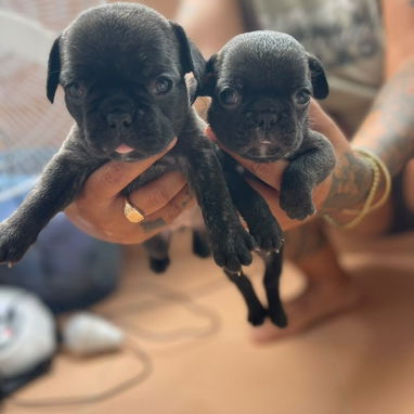 Perros - Img 123452992
