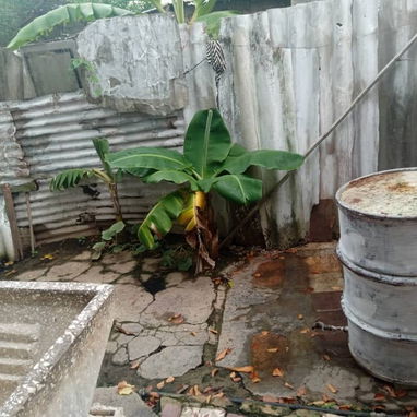 👇🏻👇🏻🚨Casa independiente detrás del parque Lenin 🚨👇🏻👇🏻 - Img 123391979