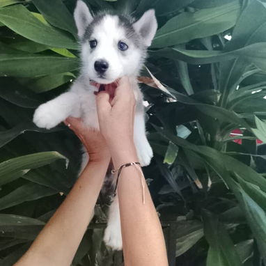 HUSKY SIBERIANO,ambos sexos,en 200 USD o equivalente,TENGO MENSAJERÍA,de 45 días y desparacitados,con historia clínica - Img 123148181
