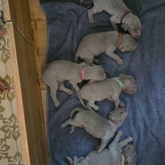 Cachorros Braco de Weimar - Img 56282159