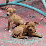 Cachorros de pitbull de 58 días desparasitados. - Img 58438940