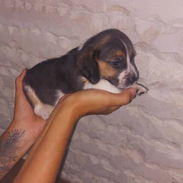 Cachorros beagle - Img 55781712