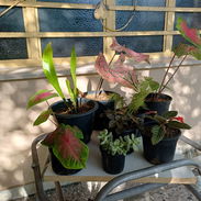 Vendo plantas naturales - Img 55725466