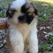 Todo lo que buscas en cachorro,está aquí solo llame al 53818081 - Img 58389899