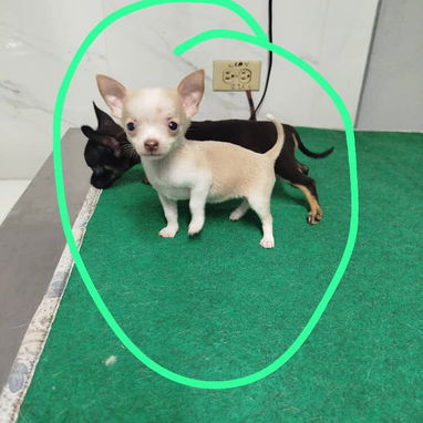 TENEMOS TODO TIPO DE PERROS PURA RAZAS DISPONIBLES - 10/10
