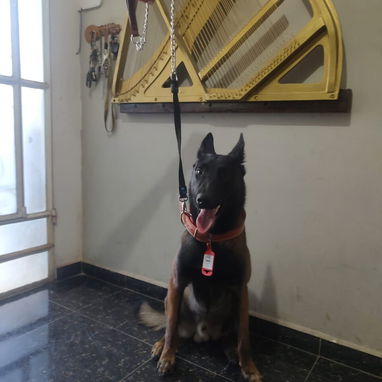 Cadenas y correas - Img 123675125