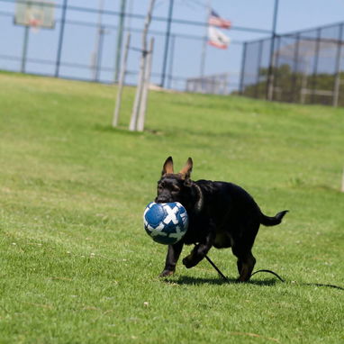Adiestramiento para perros - Img 120162303