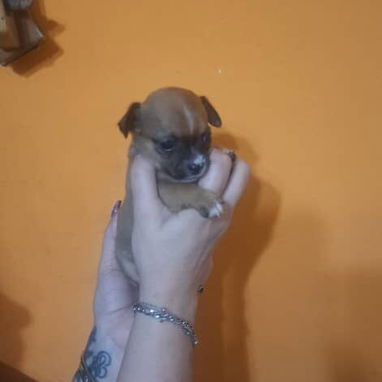 CHIHUAHUA,hembra,en 150 USD o equivalente(ACEPTO TRANSFERENCIA)TENGO MENSAJERÍA,tiene 60 días y está desparacitada. - Img 122458450