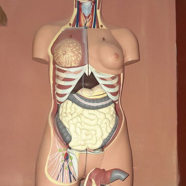 Maniquí, anatomía de un cuerpo humano. La altura del mismo es de 35 pulgadas. - 3/3