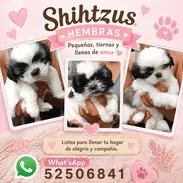 ((( SHIH TZU HEMBRAS EN VENTA WHATSAPP 58746643 ))) - Img 55894354