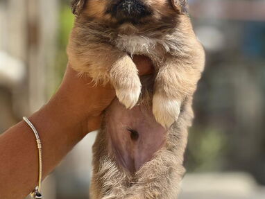 Hermosos cachorros de Spaniel tibetanos machos - Img 64130374