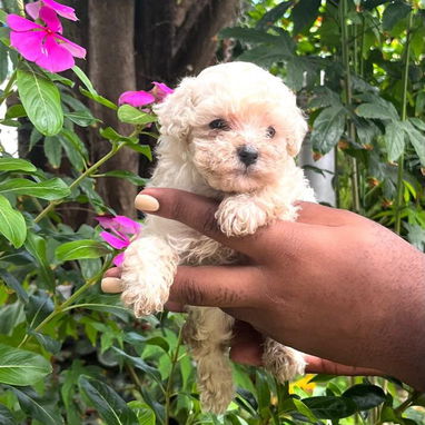 Bellos Caniche Toy - Img 123180055