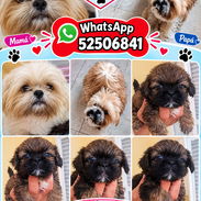 ((( SHIH TZU AMBOS SEXOS EXCELENTES PADRES. ((( NADA DE CRUCE CON TIBETANOS BETTY MASCOTAS WHATSAPP 52506841 ))). - Img 57717631