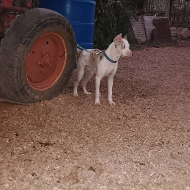 PITBULL MERLE,hembra,en 170 USD o equivalente en moneda nacional,TENGO MENSAJERÍA,tiene 48 días y está desparacitada - 7/10