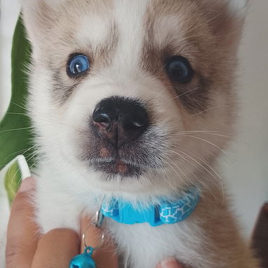 Vendo huskys siberianos en 100 - 5/5