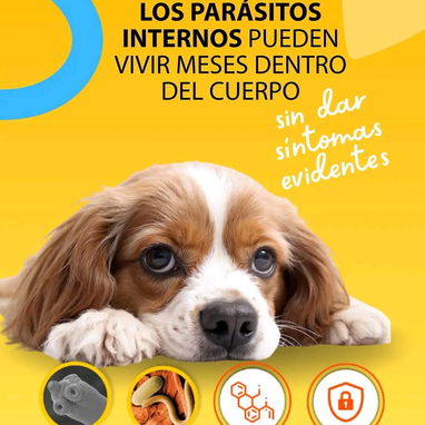 VermiPlex Puppy (antiparasitario interno en suspensión oral) - 2/3