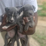 💜💜💜* 🐶 PITBULL AMBOS SEXOS VARIEDAD DE COLORES WHATSAPP 58746643... 💜💜💜. - Img 54509103