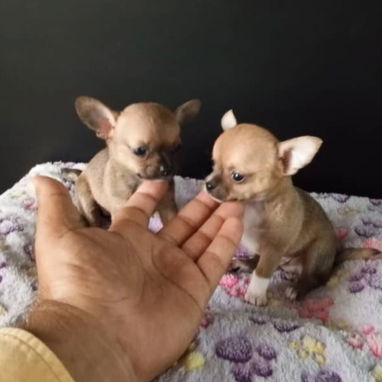 SHIHUAHUAS,macho,en 180 USD o equivalente,TENGO MENSAJERÍA,tiene 38 días y está desparacitado. - 3/7