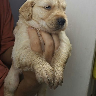Cachorros Golden retriver - Img 123527179